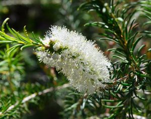 Bracelet Honey Myrtle