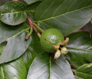 Brazilian Guava tree