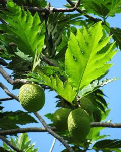 Breadfruit