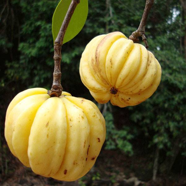 Brindleberry: Weight Loss Garcinia Cambogia Fruit