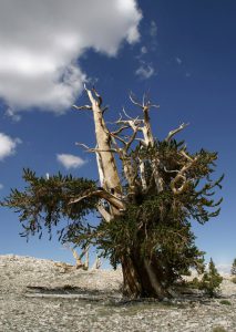 Bristlecone Pine