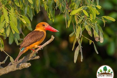 Brown-winged Kingfisher