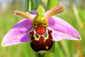 Bumblebee Orchid