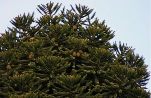 Bunya Pine1