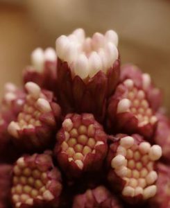 Butterbur