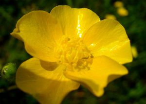 Buttercups