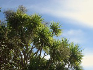Cabbage tree