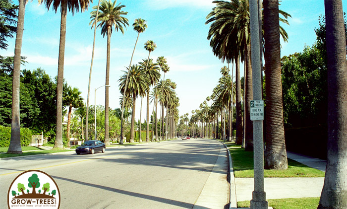 Cali-Trees-2