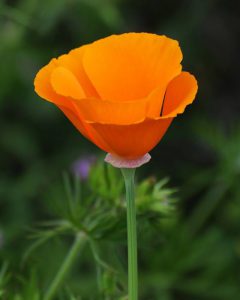 California poppy