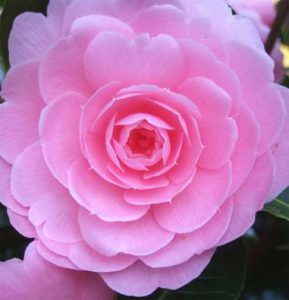 Camellia