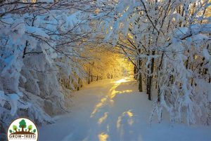 Campigna National Park