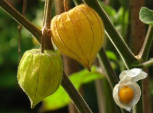 Cape gooseberry