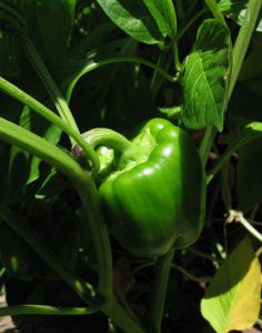 Capsicum