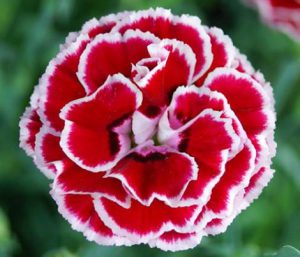 Carnation