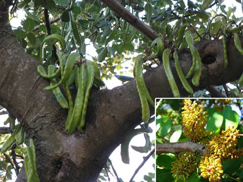 Carob Tree: Chocolate Substitute Pod Producer