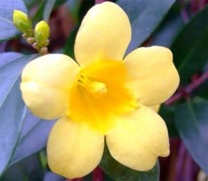Carolina Jasmine