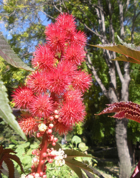 Castor Oil Plant: Medicinal Seeds & Decorative Leaves
