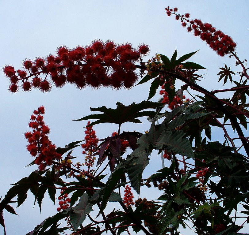 Castor Spp Grow Trees