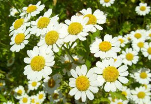 Chamomile