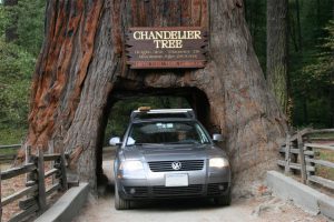 Chandelier Tree