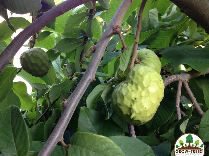 Cherimoya fruit