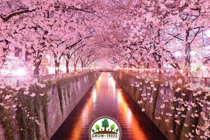 Cherry Blossom Tunnel