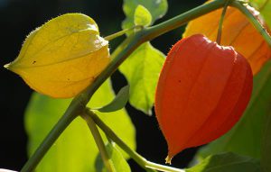 Chinese Lantern fruit