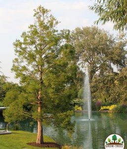 Chinese Swamp Cypress