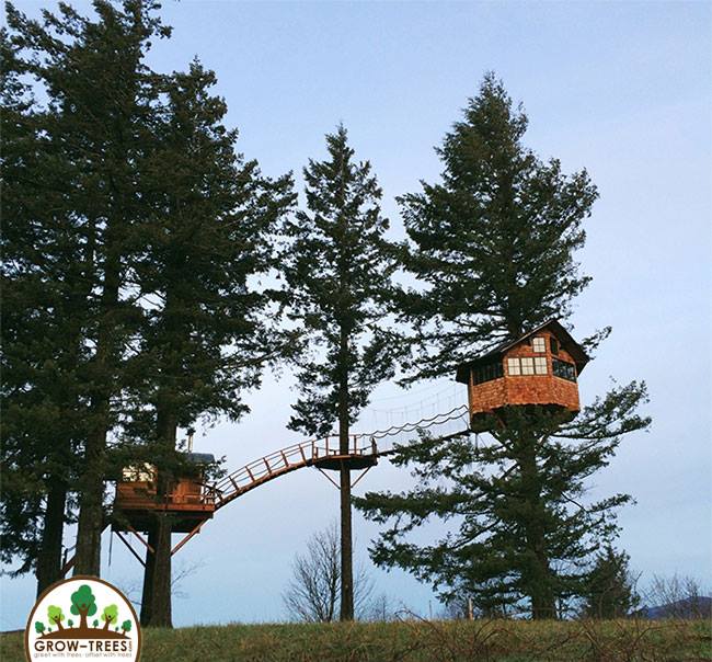 Cinder Cone Treehouse