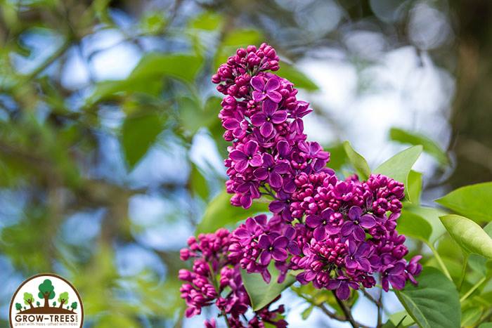 Common Lilac