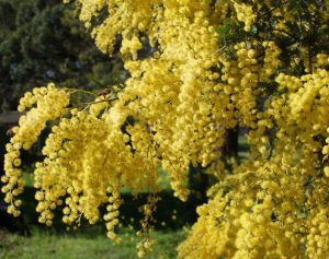 Cootamundra wattle