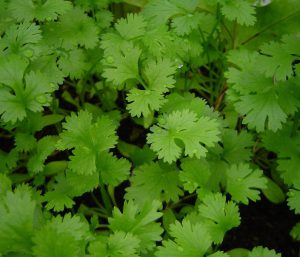 Coriander