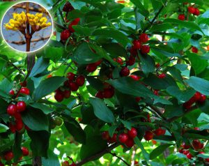 Cornelian cherry