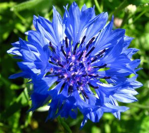 Cornflower
