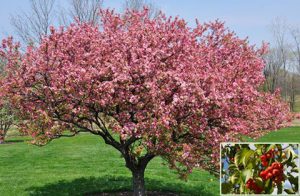 Crabapple tree