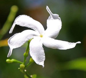 Crape Jasmine