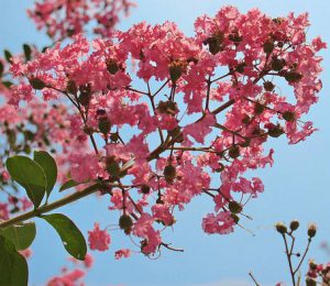 Crape Myrtles