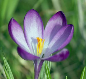 Crocus flowers