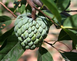 Custard Apple
