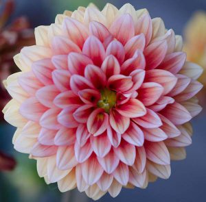 Dahlia