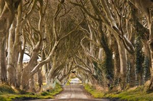 Dark Hedges