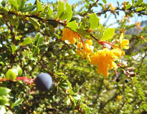 Darwin's Barberry