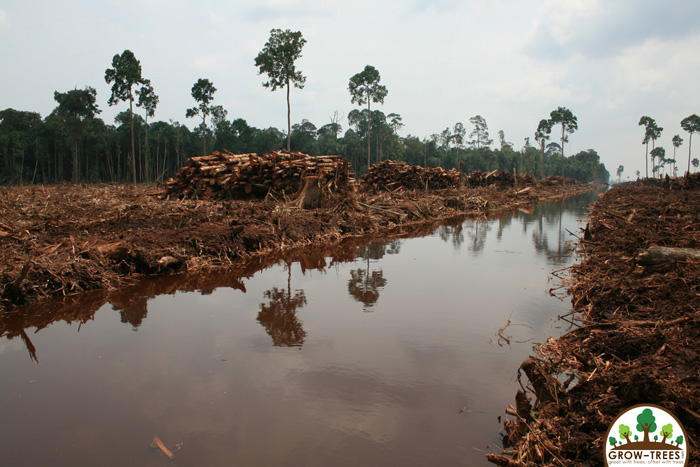 Deforestation Rainforests