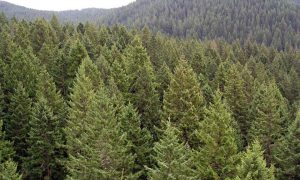 Douglas-fir