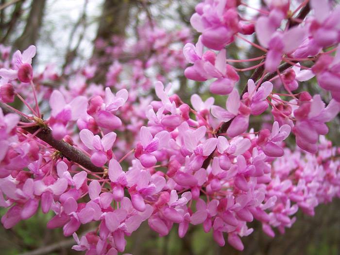 Eastern Redbud
