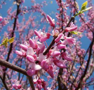 Eastern redbud