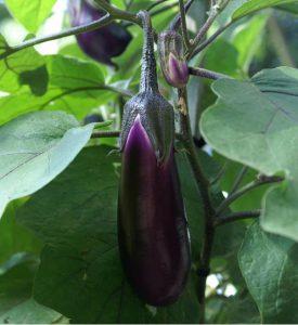 Eggplant