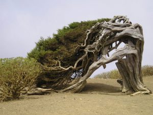 El Arbol de La Sabina