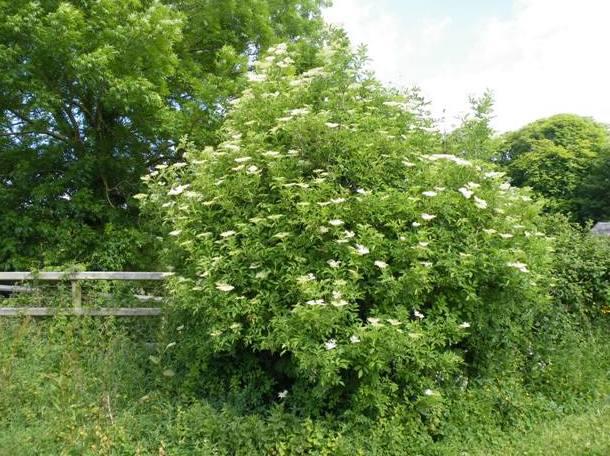 Elsware Tree Elder Tree: Medicinal Flowers & Immune-Boosting Berries