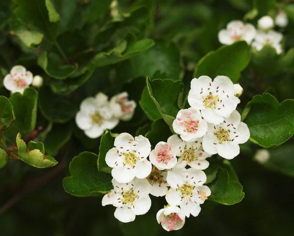 English hawthorn